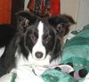 Border Collie Foto: Schlafen oder Spielen? (ID 12094) Border Collie Hund