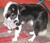 Border Collie Foto: Toby beim Clicker-Training (ID 12125) Border Collie Hund