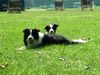 Border Collie Foto: Tom und Cody (ID 14478) Border Collie Hund