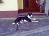 Border Collie Foto: feebee border-labi mix (ID 25290) Border Collie Hund