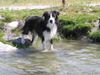 Border Collie Foto: Yahoo beim Schwimmen (ID 20767) Border Collie Hund