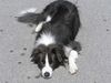 Border Collie Foto: Yahoo liegt in der Sonne (ID 20775) Border Collie Hund