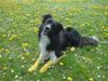 Border Collie Foto: Youtoo im Löwenzahnfeld, Bruder von Yahoo (ID 22129) Border Collie Hund