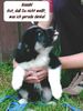 Border Collie Foto: Was denke ich wohl gerade ??? (ID 14811) Border Collie Hund