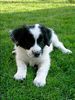 Border Collie Foto: Das ist mein weißer reinrassiger Border (ID 25109) Border Collie Hund