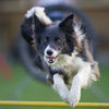 Border Collie Hund