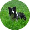Border Collie Foto: Frühlings-Anfang (ID 31580) Border Collie Hund