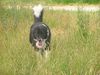 Border Collie Foto: Akira am 04.Dez.05 (ID 27354) Border Collie Hund