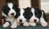 Border Collie Foto: all 3 posing for the first time (ID 31861) Border Collie Hund