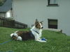 Border Collie Foto: Mein Akimo (ID 34858) Border Collie Hund