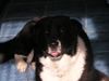 Border Collie Foto: akira (ID 22279) Border Collie Hund
