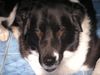 Border Collie Foto: schau mir in die augen (ID 22280) Border Collie Hund