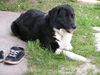 Border Collie Foto: Akira (ID 6905) Border Collie Hund