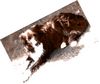 Border Collie Foto: Unser 8 jähriger Border tally (ID 24375) Border Collie Hund