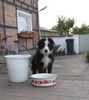 Border Collie Hund
