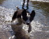 Border Collie Foto: Shari im Wasser (ID 38701) Border Collie Hund