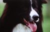 Border Collie Foto: Avery from the Lovely Annie (ID 1227) Border Collie Hund