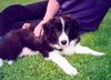 Border Collie Foto: Avery mit 3 Monaten (ID 1532) Border Collie Hund