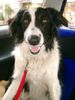 Border Collie Foto: AXA (ID 11441) Border Collie Hund