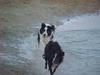 Border Collie Foto: Roy & Yeddha (ID 755) Border Collie Hund