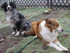 Border Collie Foto: bele und grisou (ID 33087) Border Collie Hund