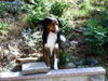 Border Collie Foto: boah frauchen isst ne Bockwurst, und ich? (ID 33460) Border Collie Hund