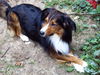 Border Collie Foto: hier nohmal unser Bobby (ID 33397) Border Collie Hund