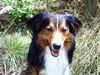 Border Collie Foto: das ist unser bester freund bobby (ID 33323) Border Collie Hund