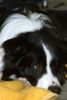 Border Collie Foto: Der große Frust... (ID 3285) Border Collie Hund