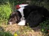 Border Collie Foto: border collie mischling (ID 20814) Border Collie Hund
