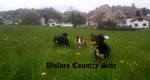 Border Collie Hund