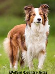 Border Collie Hund