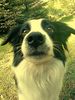 Border Collie Hund