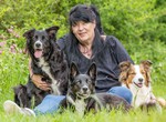 Border Collie Hund