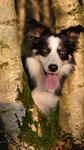 Border Collie Hund