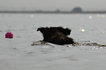 Border Collie Foto: Border Collie Nate liebt das Wasser (ID 47032) Border Collie Hund