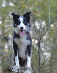 Border Collie Hund