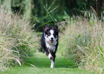 Border Collie Hund