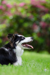 Border Collie Hund