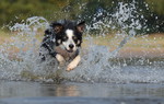 Border Collie Hund