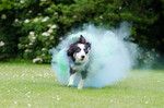 Border Collie Hund