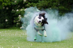 Border Collie Hund