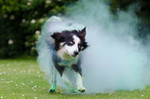 Border Collie Hund