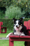 Border Collie Foto: Auf der Sitzbank - Border Collie Nate 1 Jahr alt (ID 47034) Border Collie Hund