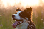 Border Collie Hund