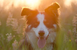 Border Collie Hund