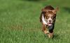 Border Collie Foto: Linus beim Spielen (ID 46593) Border Collie Hund