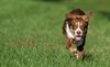 Border Collie Hund