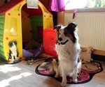 Border Collie Hund