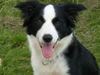 Border Collie Hund